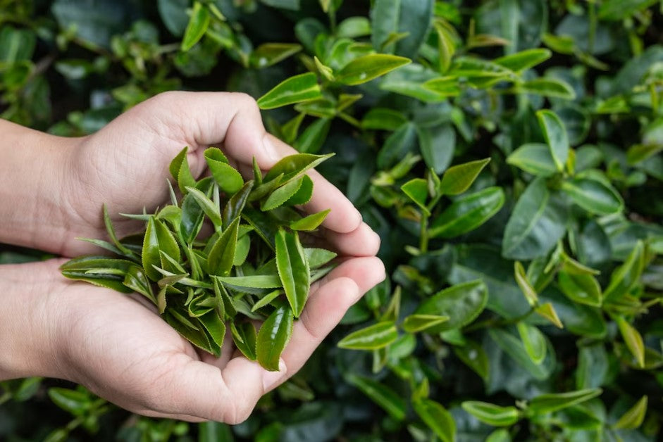 How Long Does Tea Last - Does it Expire?