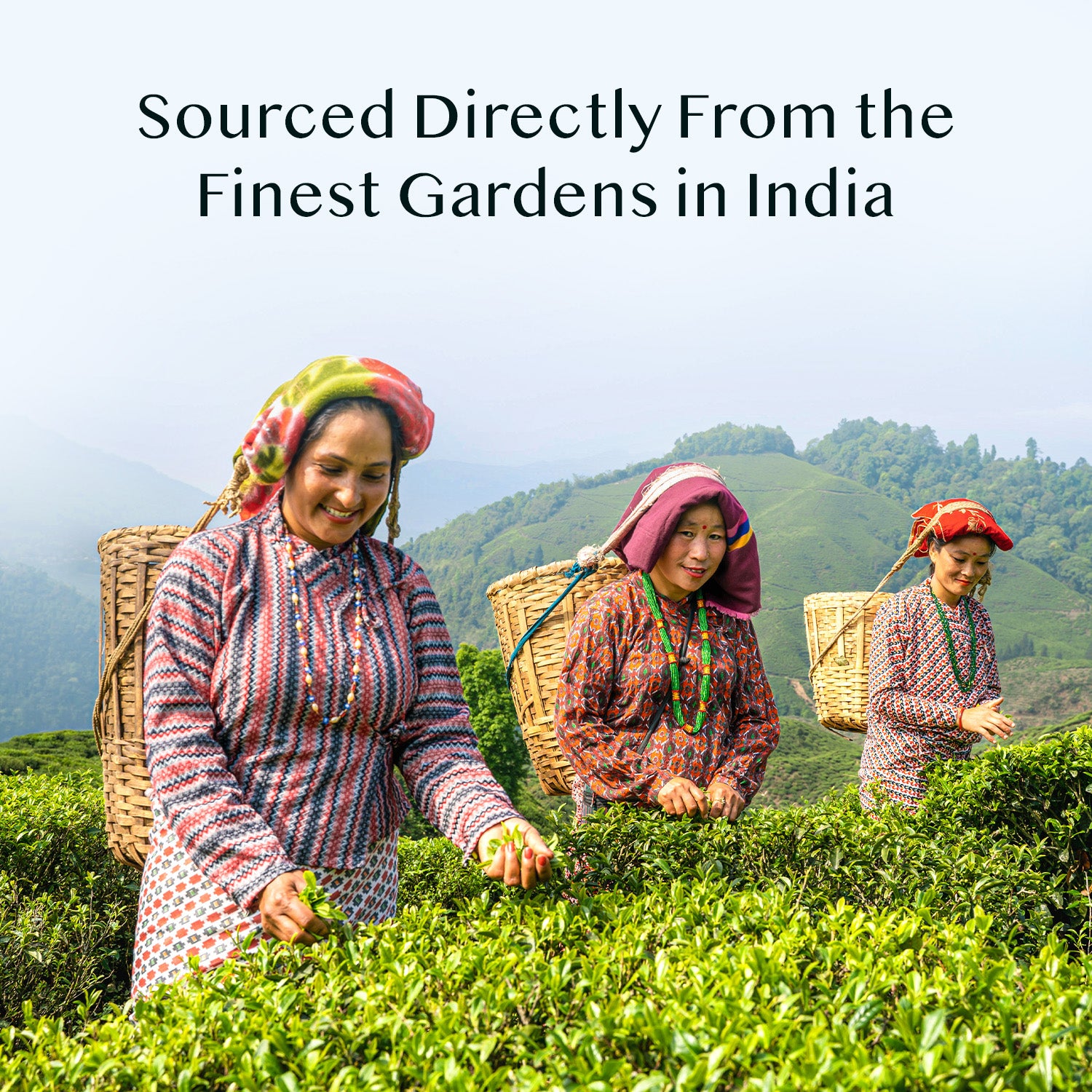 Assorted Selection Tea Sampler, 15 Variants