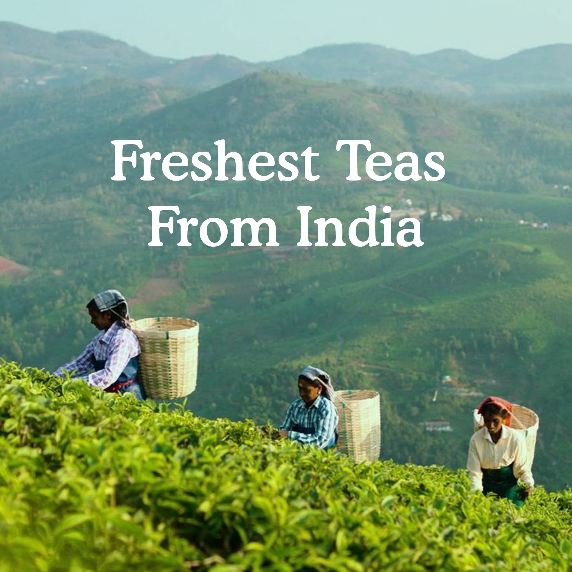 White Tea Loose Leaf Sampler | 5 Variants, Image 4 - 25 Servings