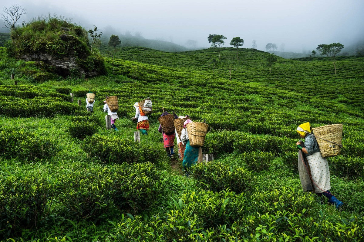 Spotlight On: Makaibari Tea Estate (The First Certified Organic Tea Ga - VAHDAM® USA