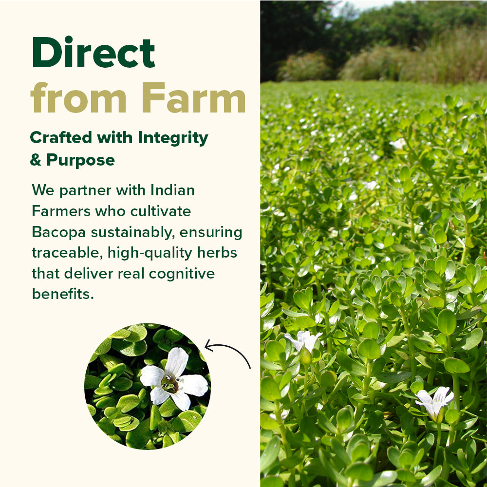 Bacopa 1000mg High Strength Capsules –  VAHDAM®
